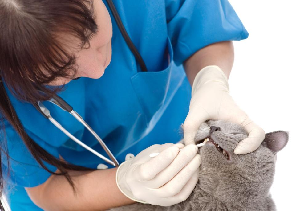 Your cat should have a dental check with a veterinarian regularly - at least once a year.