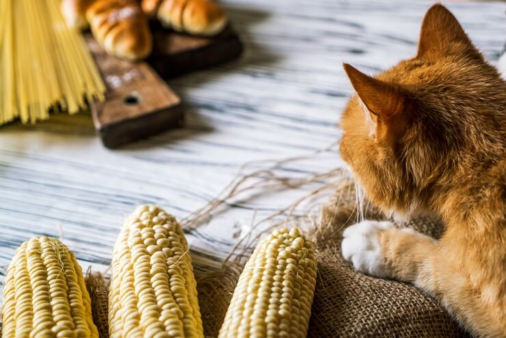 The Risks Of Eating Corn For Cats