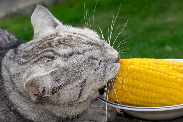 Image discussing the potential benefits of corn for cats