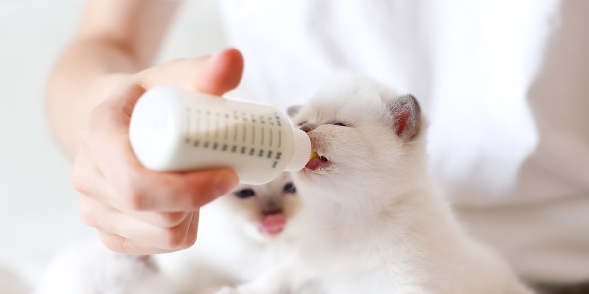 An image illustrating the nurturing act of bottle-feeding kittens