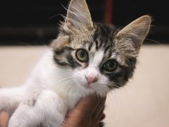Brown Grey White Tabby Striped Kitten Being Held Indoors