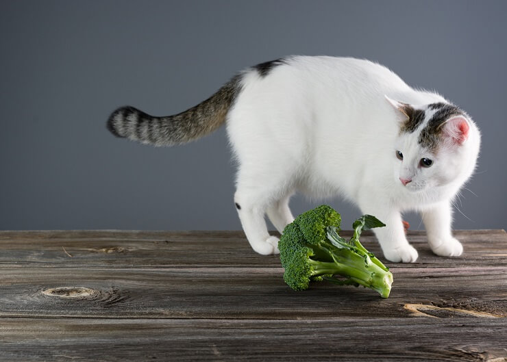 Cat trying out broccoli, a curious culinary exploration