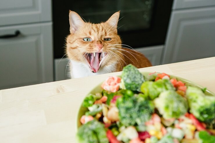 Cat investigating a plate of broccoli, displaying curiosity.