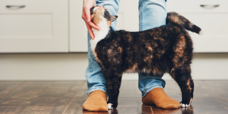 8 Ways to Make Your Cat Love You Even More