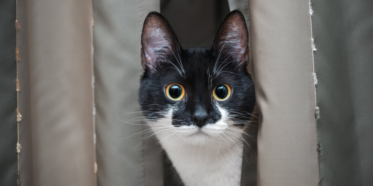 Why Is My Cat Staring at Me? Top 5 Reasons Explained