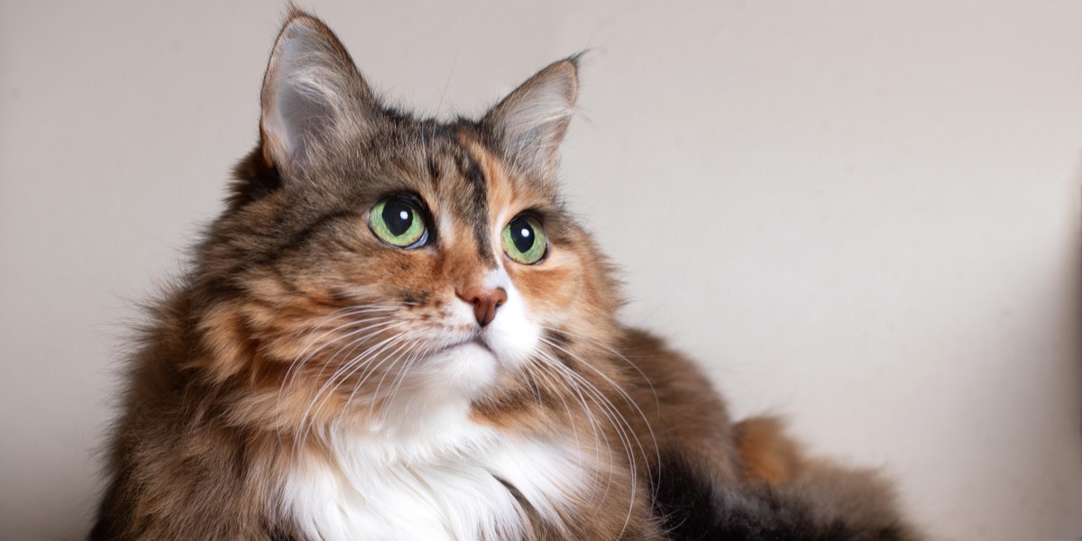 Cat Age Chart: How Old Is My Cat In Human Years? (Cat Age Chart & Calculator)  