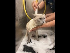 Cat having a bath at the groomers
