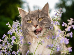 A delighted cat enjoying catnip.