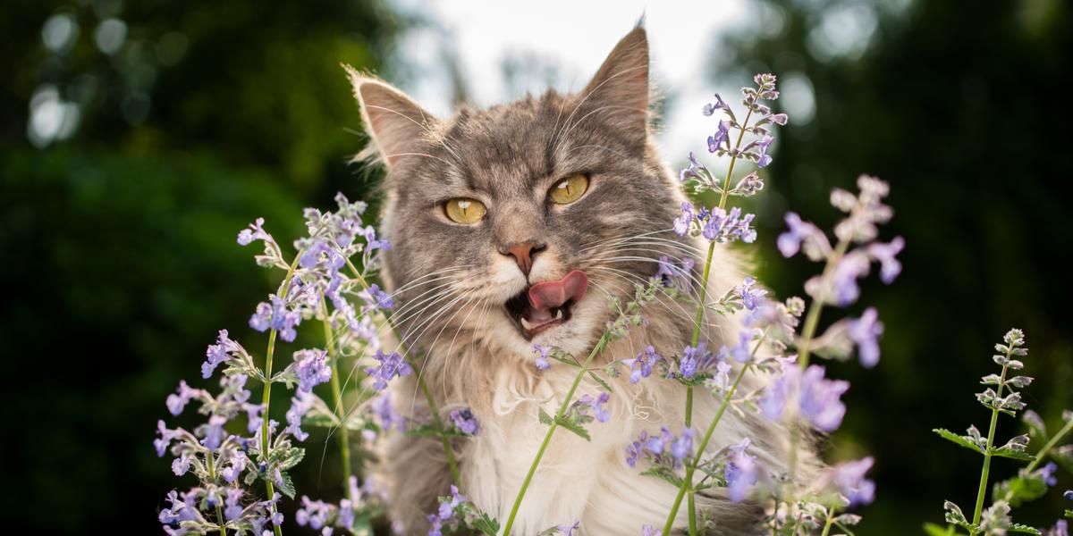 Un gato encantado disfrutando de la hierba gatera.