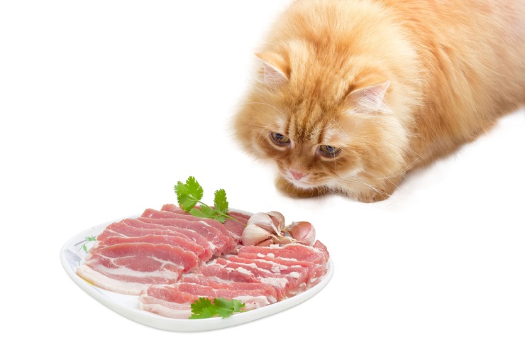 Cats showing interest in bacon.