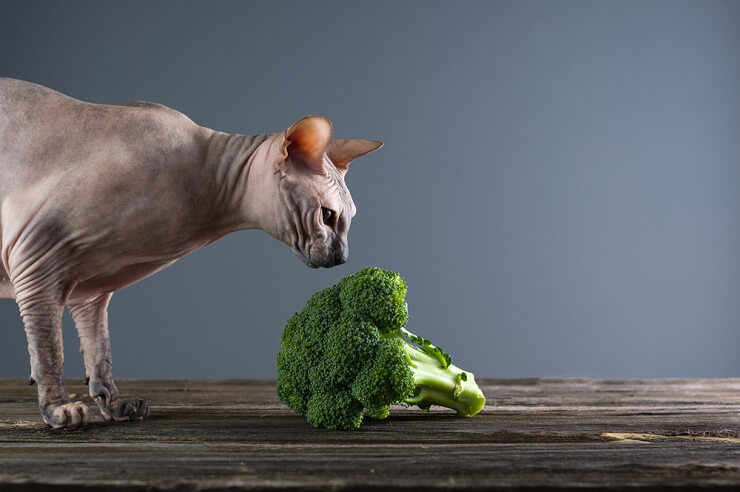 Cat curiously sniffing and inspecting a piece of broccoli.