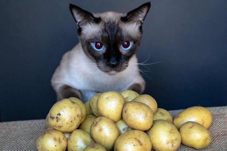 Image addressing the question: 'Can cats eat potatoes?