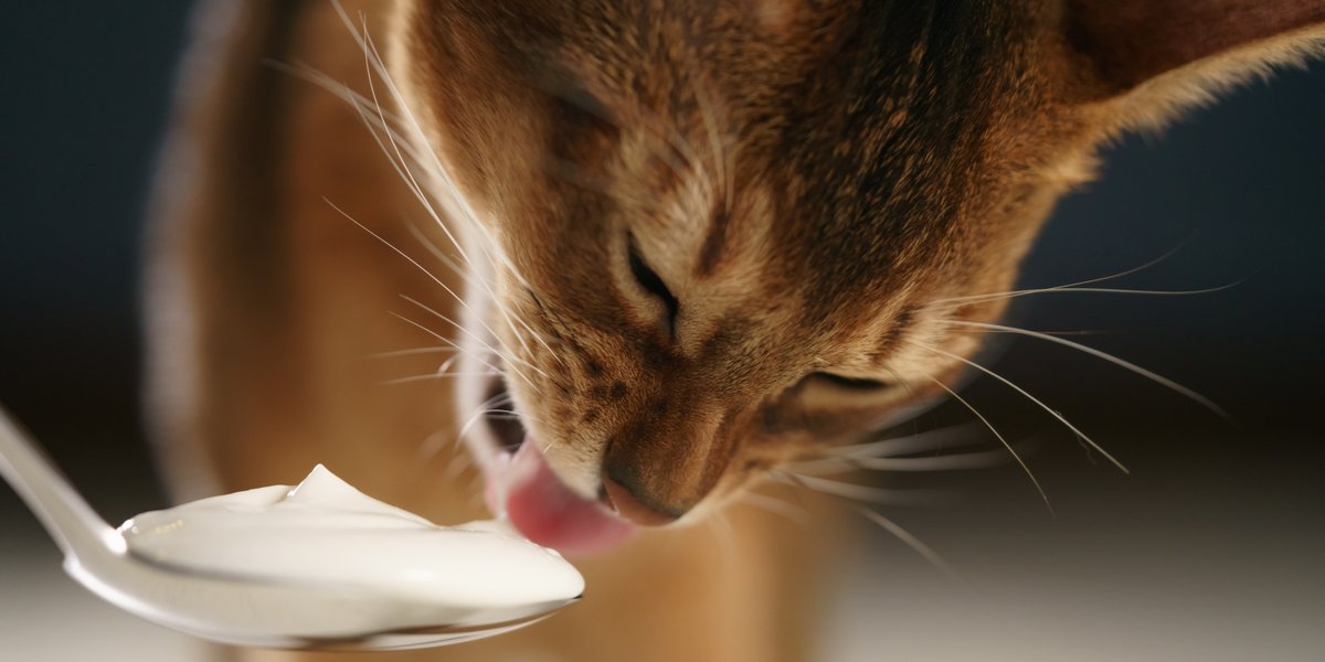 Image featuring cats and yogurt, exploring the concept of feline interest in dairy products.