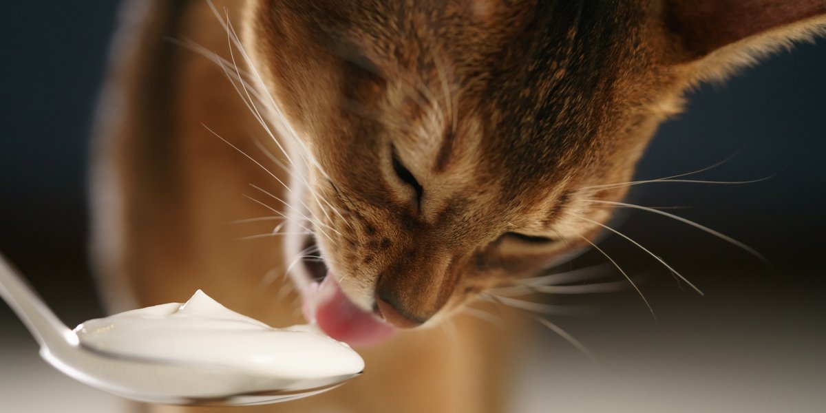 Cat likes outlet yogurt