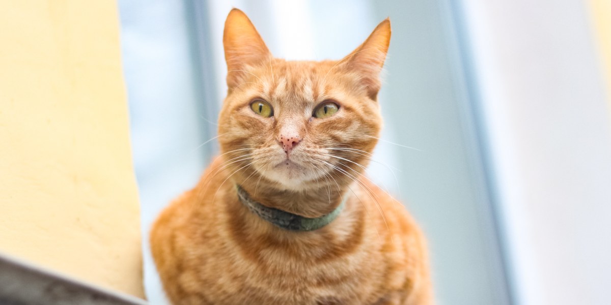 Close-up image of a cat's nose with adorable freckles, adding character and uniqueness to its facial features.