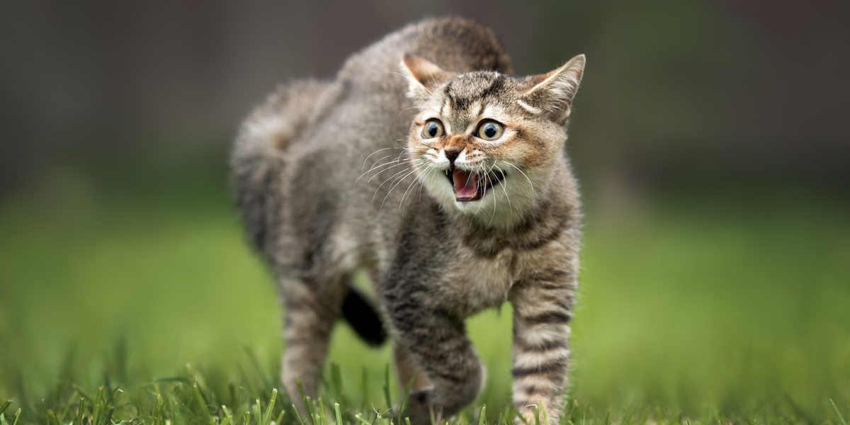 Why Do Cats Hiss & What You Need To Know 