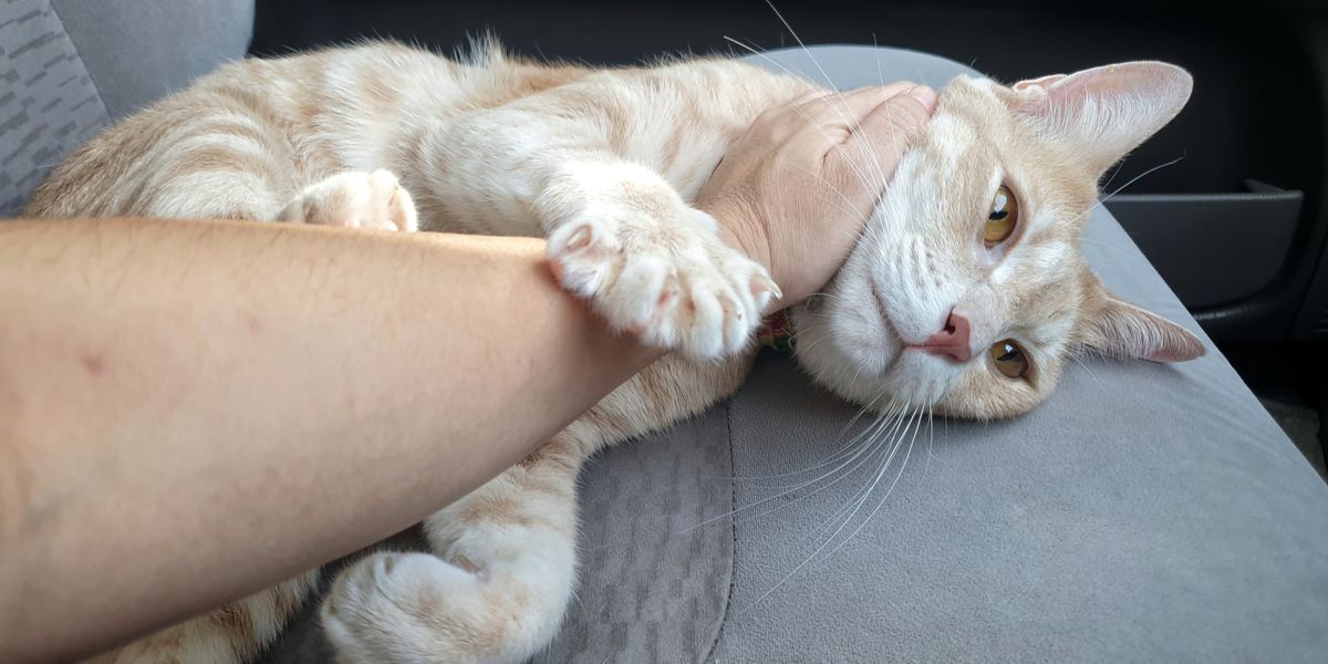 My Cat's Sleep-Time Ritual: Holding My Hand in Her Paw