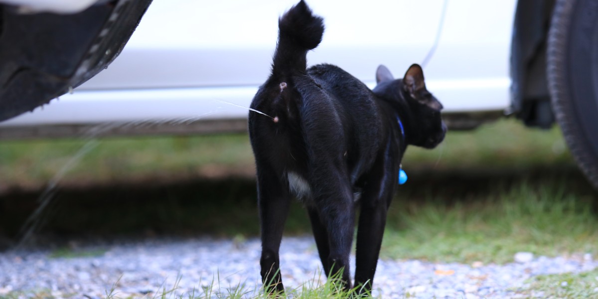 Cat spraying urine