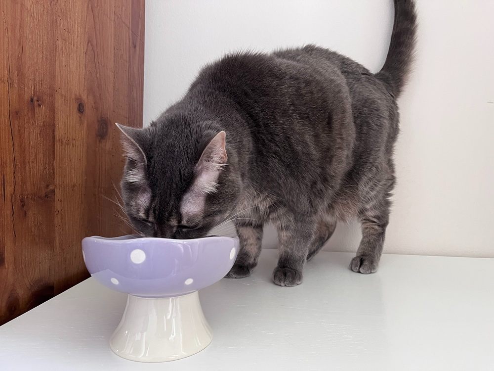 Ceramic Mushroom Whisker-Friendly Cat Bowl