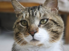 Close Up Face Grey Brown Tabby Cat