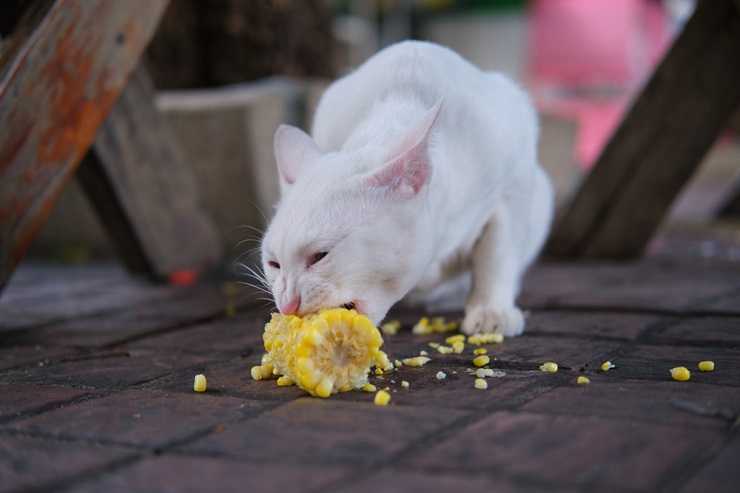 Image capturing a cat eating corn, showcasing a feline's interaction with a human food item