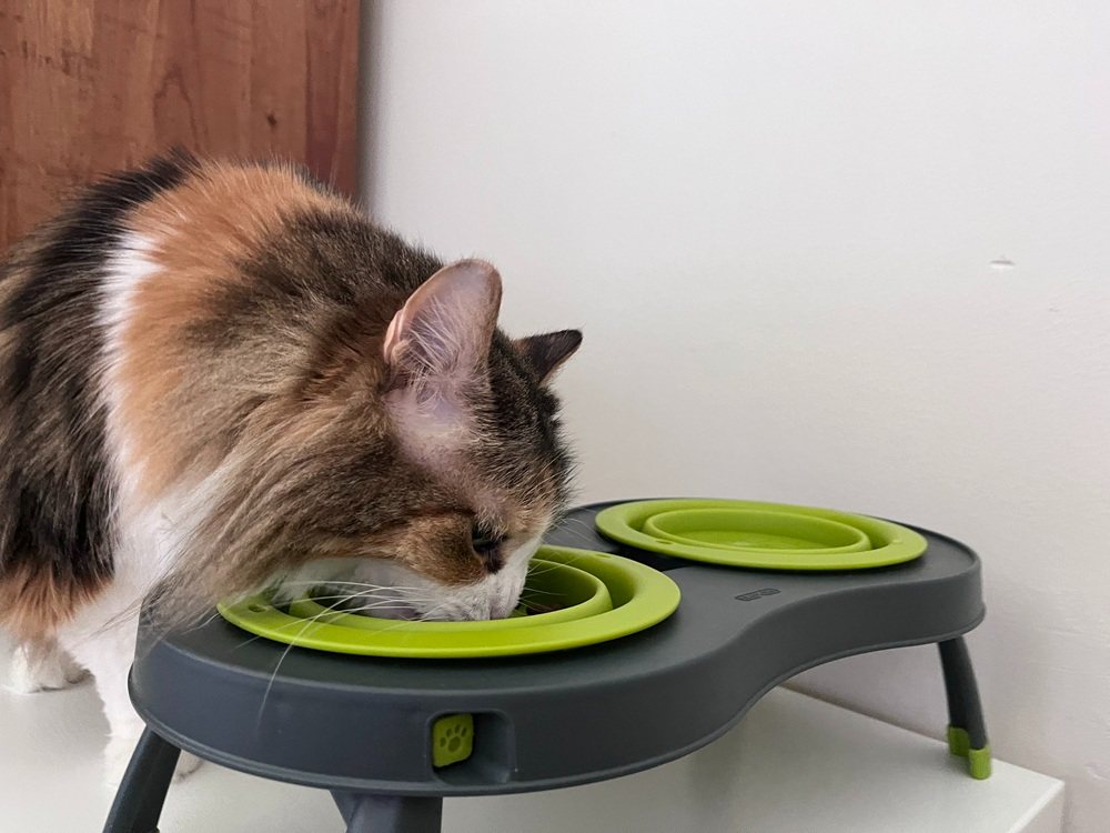 Dexas Popware Double Non-Skid Elevated Cat Bowls