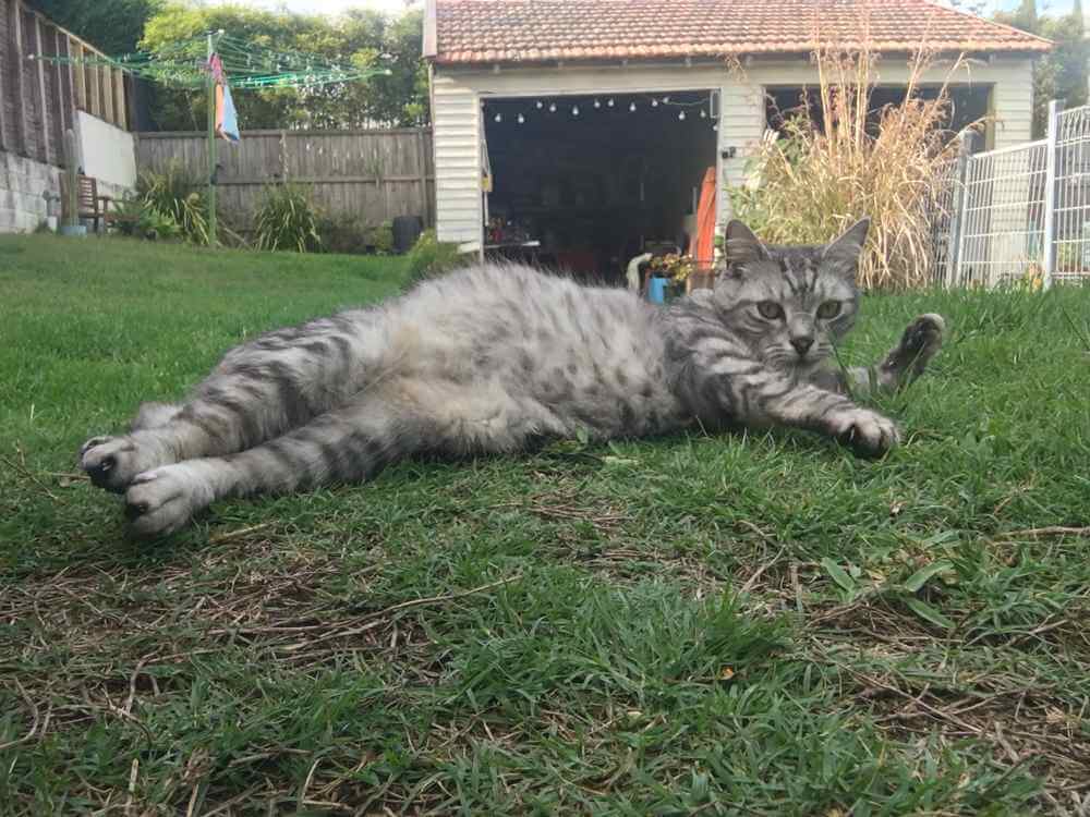 Exposed belly is not an invitation to stroke the tummy