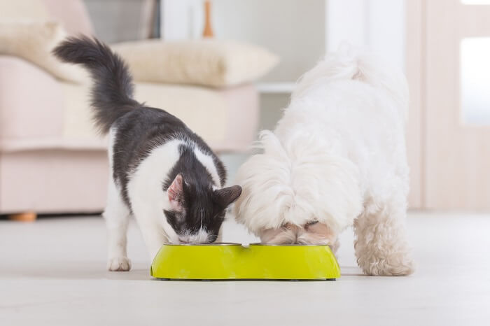 Image of a cat and a dog peacefully sharing a food bowl, exemplifying a heartwarming moment 