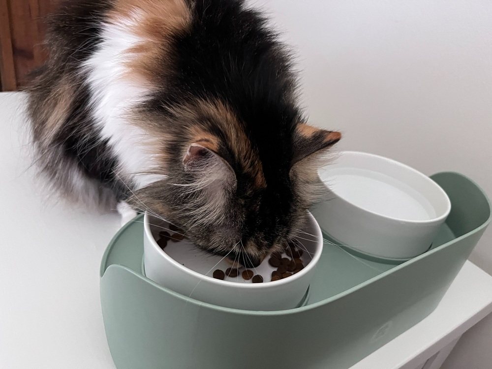 Happy & Polly Bone China Elevated Double Cat Bowl Set