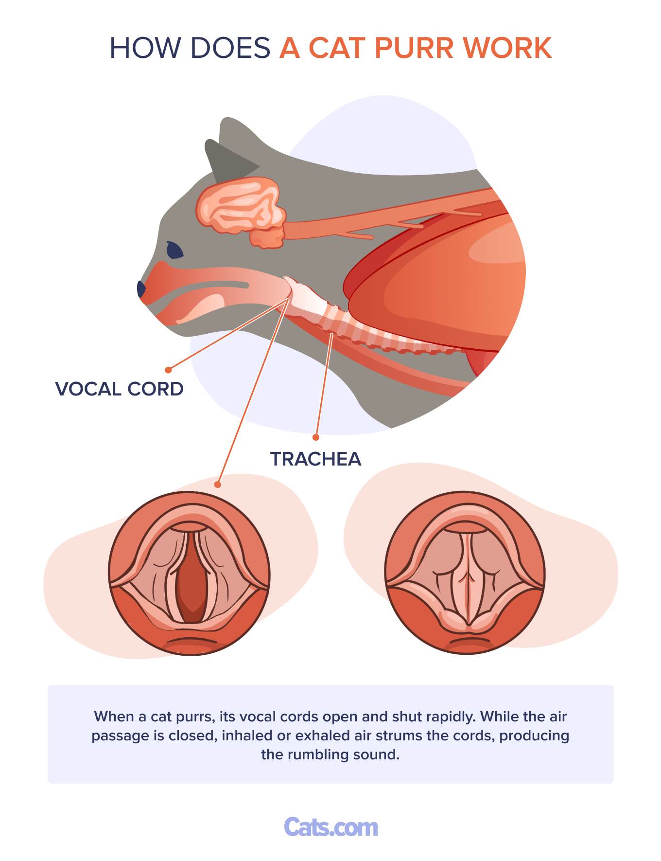 How Does a Cat Purr Work
