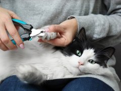 cat trimming his nails