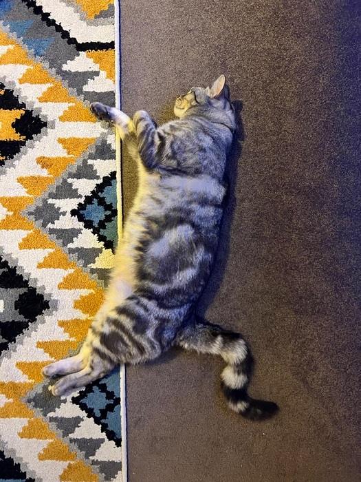 cat sleeping positions Sideways