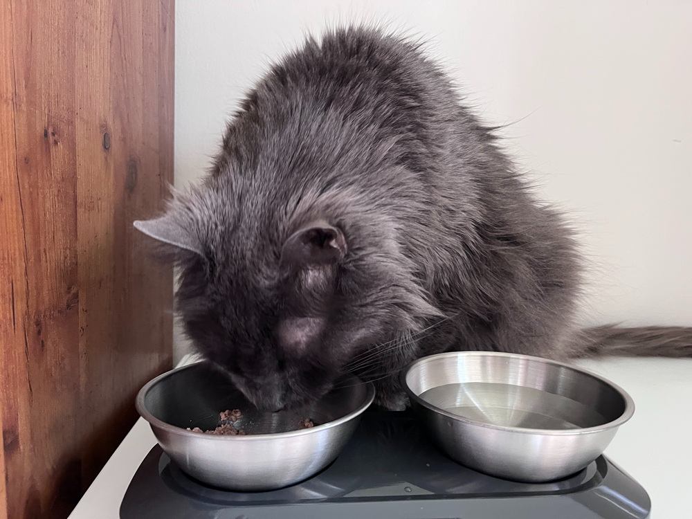 KatSupreme Tilted Cat Food Bowls