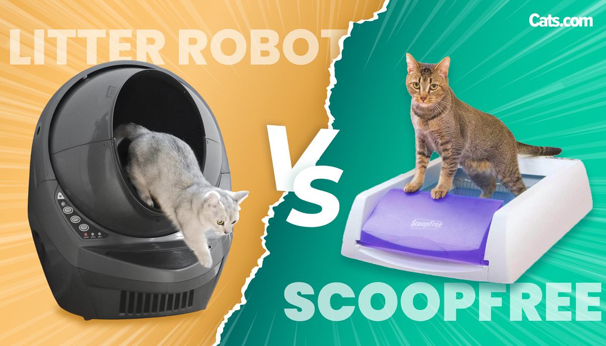 Litter-Robot vs ScoopFree featured image