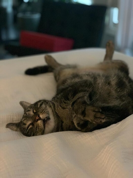 Posiciones para dormir del gato El acróbata / contorsionista