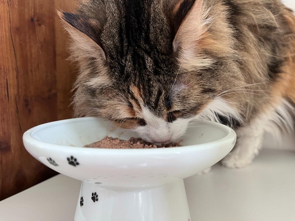 Necoichi Extra Wide Ceramic Elevated Cat Food Bowl
