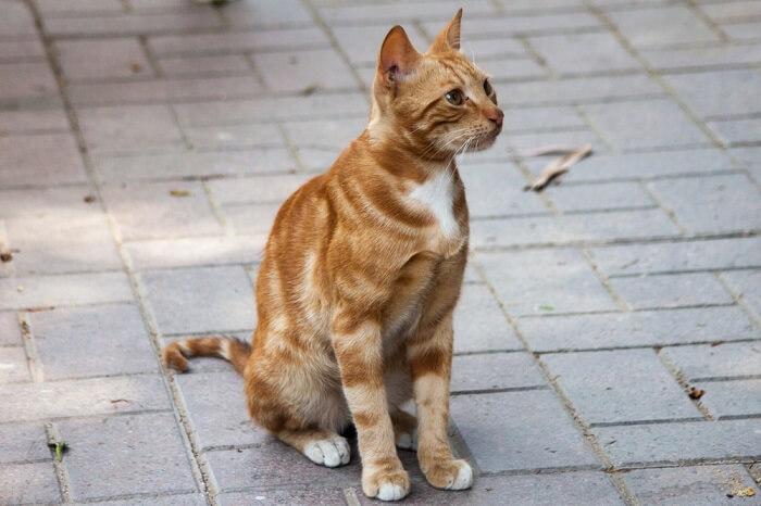 Nile Valley Egyptian Cat