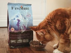 Orange White Maine Coon Eating FirstMate Chicken Meal With Blueberries Formula Dry Kibble Cat Food