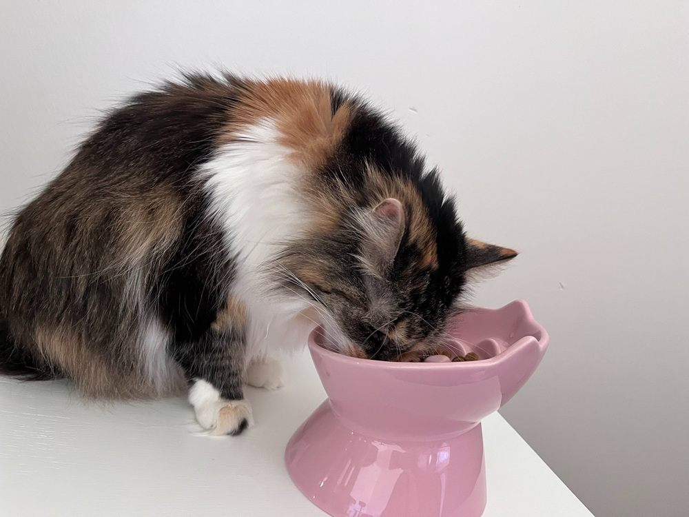 PawsPik Lynx Ceramic Raised Slow Dog & Cat Food Bowl