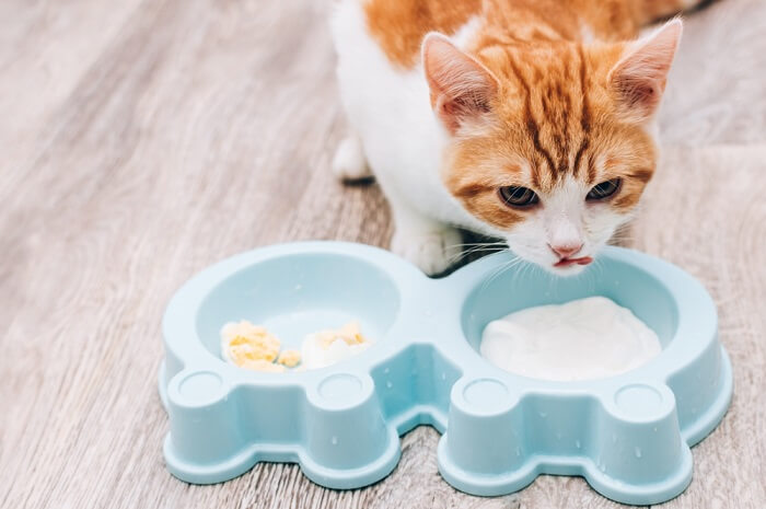 Visualizing potential risks associated with cats consuming yogurt, emphasizing careful consideration of dietary choices.