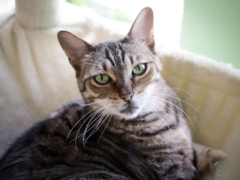 Savannah Cats
