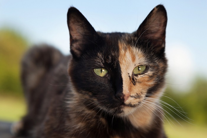 Tortoiseshell cats, showcasing the unique coat pattern characterized by a mix of various colors.