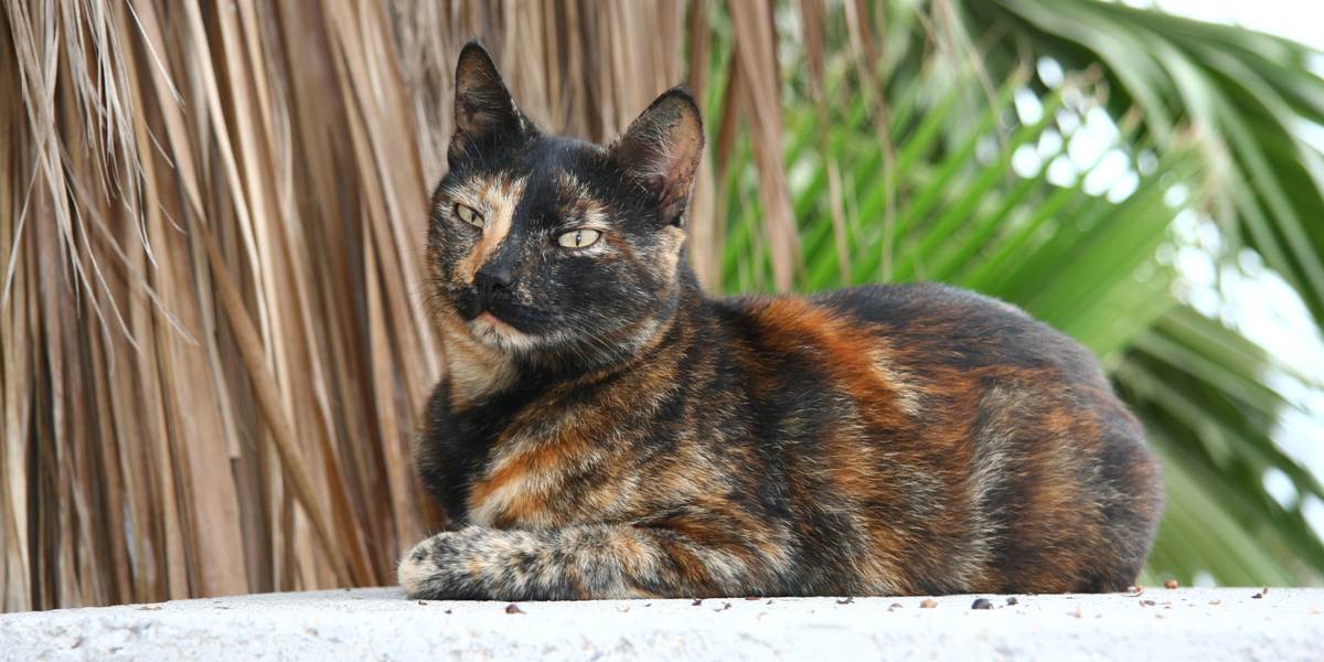 Tortoiseshell Cats → Facts, Lifespan And Pictures 