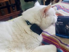 Tractive GPS Cat Tracker