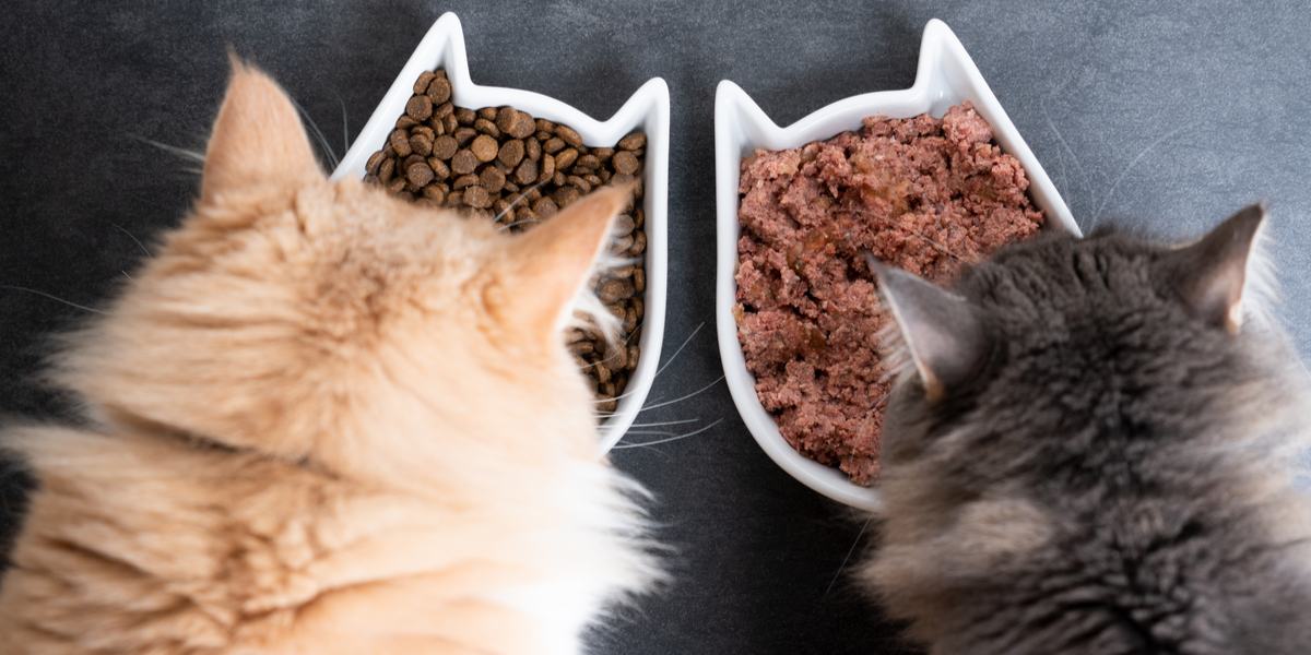 Alimento humedo o seco para gatos cual e 1