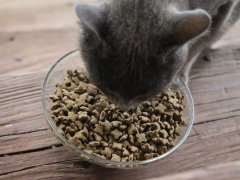 Dry Kibble Cat Food