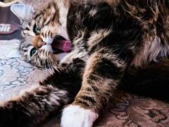 Image highlighting the issue of bad breath in cats, emphasizing the importance of oral hygiene and regular veterinary check-ups to address potential dental and health concerns.