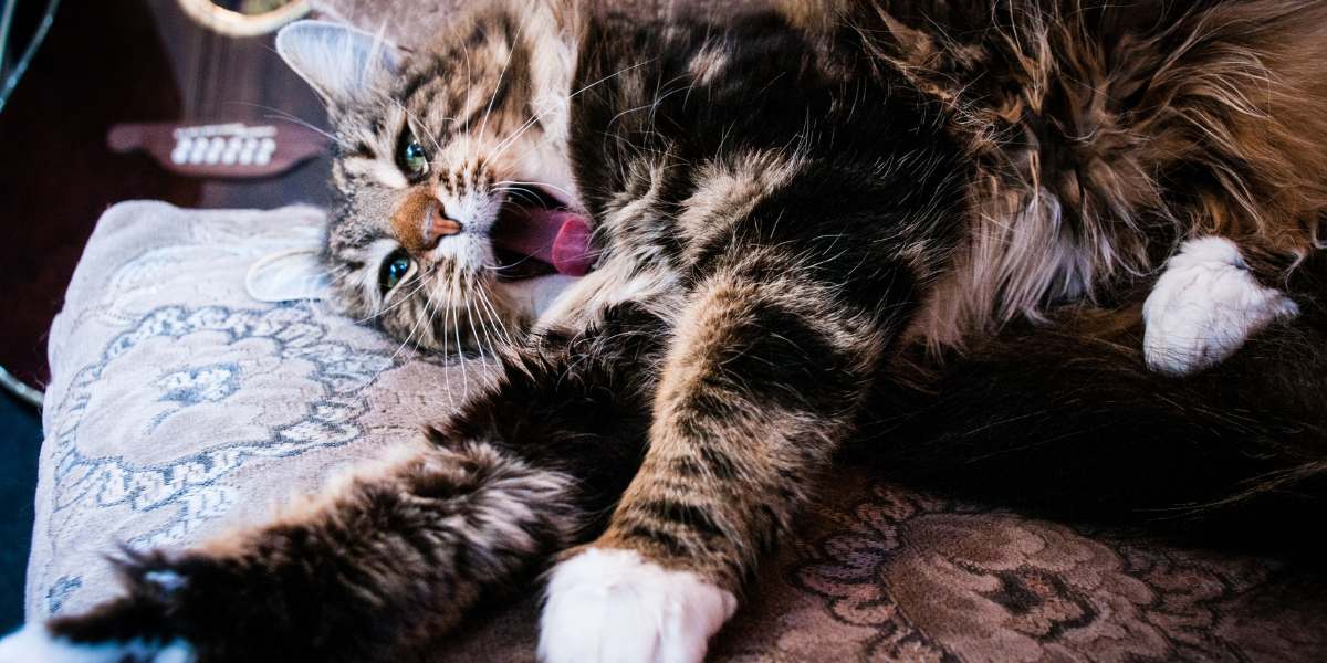 Kitten bad breath clearance remedy