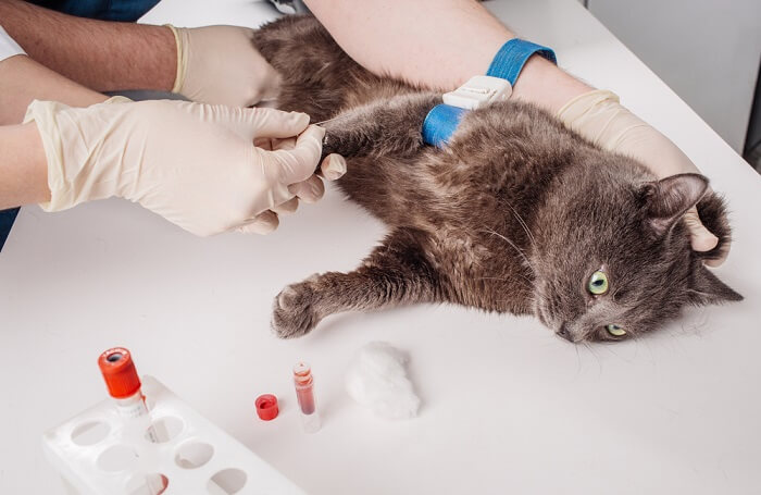 An image related to a blood test in cats, highlighting the diagnostic process in feline healthcare.