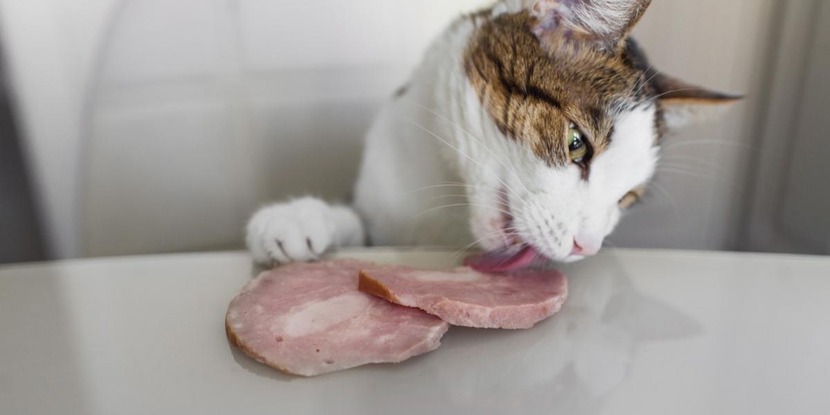 A cat enjoying a bite of ham, showcasing its curiosity towards different foods and flavors.